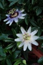 A close up garden scene with a white passion flower Royalty Free Stock Photo