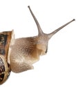 Close-up of Garden Snail Royalty Free Stock Photo