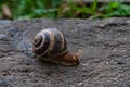 Close-up of garden snail crawling on rock