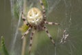 Close-up of a garden spider (Araneus) hiding in a web of cobwebs against a green background in nature Royalty Free Stock Photo