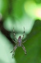 Close-up of a garden spider Royalty Free Stock Photo