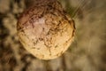 Garden Spider Egg Sack Royalty Free Stock Photo