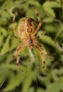Garden spider perched on its web