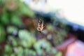 Close-up of garden spider weaving its web in the balcony