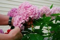 Close-up of a gardener cutting a pink Hydrangea flower Royalty Free Stock Photo