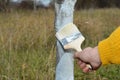 Close up on gardener hand with paint brush whitewashing fruit tree trunk