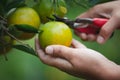 Close up of gardener hand picking an orange with scissor in the oranges field garden