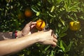 Close up of gardener hand picking an orange with scissor in the oranges field garden in the morning time Royalty Free Stock Photo
