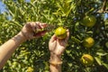 Close up of gardener hand picking an orange with scissor in the oranges field garden in the morning time Royalty Free Stock Photo