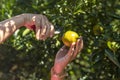 Close up of gardener hand picking an orange with scissor in the oranges field garden in the morning time Royalty Free Stock Photo