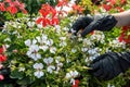 close up of gardener hand wearing gloves collecting flowers in industrial hothouse Royalty Free Stock Photo