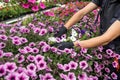 close up of gardener hand wearing gloves collecting flowers in industrial hothouse Royalty Free Stock Photo