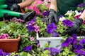 close up of gardener hand wearing gloves collecting flowers in industrial hothouse Royalty Free Stock Photo