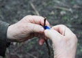 Close up on gardener hands grafting fruit trees in his fruit garden