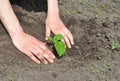 Gardener Hands Planting Cucumber.