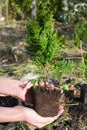 Gardener Hands Planting, Transplant Cypress tree, Thuja with Roots
