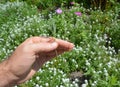 Close up on gardener with propagating lavender from cuttings Royalty Free Stock Photo