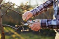 Close-up of a gardener pruning a fruit tree Royalty Free Stock Photo