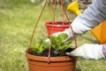 Close-up of a gardener`s hands planting flowers in a pot Royalty Free Stock Photo