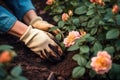 Close-up of gardener\'s hands planting rose flowers in the garden