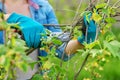 Close-up of gardener& x27;s hands in gloves doing spring pruning of black currant bush Royalty Free Stock Photo