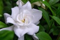 Close Up of a Gardenia Bush Flower