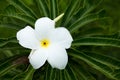 Close up of Gardenia jasminoides flowers