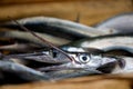 Close-up of garfish (belone belone) Royalty Free Stock Photo