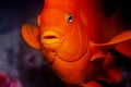 A close up of a garibaldi Royalty Free Stock Photo