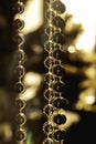 Close up of a garland of glittering golden pearls for Christmas decoration