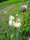 Close-up garlic flower - Image