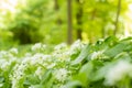 Close Up Of Garlic Growing Wild In Woodland