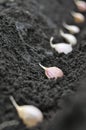 Close-up of garlic in planting process