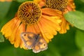 Close up of Gatekeeper butterfly perched on orange Rudbeckia flower