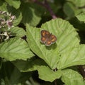 Close-up of a Gatekeeper butterfly, Pyronia tithonus, resting on a Blackberry bush Royalty Free Stock Photo