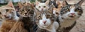 Close-Up Gathering of Various Domestic Cats, Showcasing an Array of Breeds with Captivating Eyes and Whiskers, All Royalty Free Stock Photo