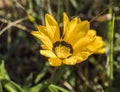Close up of a Gazania flower. African daisy with bright yellow petals and attractive brown marking. Selective focus Royalty Free Stock Photo