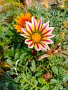 Close up of Gazania Rigens Flower.Flower in pots.Gazania Rigens.With Selective Focus on Subject.Gazania Rigens Flowers in pots