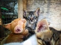 Close Up Gaze Of Cute Black Striped Kitten And Brother Herd Gather In The Cage Royalty Free Stock Photo