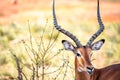 Close up of a gazelle in Kenya Africa. Safari through Tsavo National Park Royalty Free Stock Photo