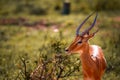 Close up of a gazelle in Kenya Africa. Safari through Tsavo National Park Royalty Free Stock Photo