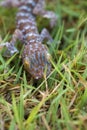 Close up gecko on lawn, many orange color dots spread on blue sk