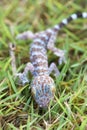 Close up gecko on lawn, many orange color dots spread on blue sk