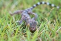 Close up gecko on lawn, many orange color dots spread on blue sk