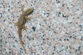 A close up gecko reptile climbing a wall Royalty Free Stock Photo