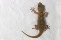 Flat lay of a gecko tarentola mauritanica on a white wall