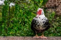 Close up of geese on stone wall