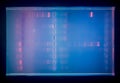 Results of electrophoresis after PCR.