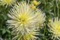 `Gelber Stern` yellow blossoming cactus dahlia, Stuttgart Royalty Free Stock Photo