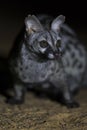 Close-up of a Genet photographed at night using a spotlight sitting and waiting for food